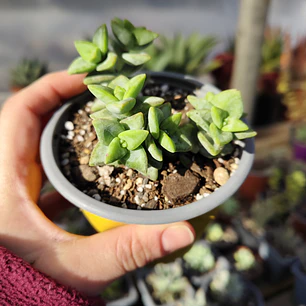 Crassula Rupestris ssp. Rupestris