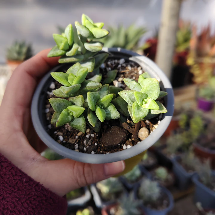 Crassula Rupestris ssp. Rupestris 3