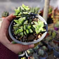 Crassula Rupestris ssp. Rupestris - Miniatura 3