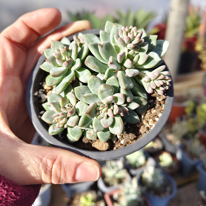 Echeveria Amoena 3