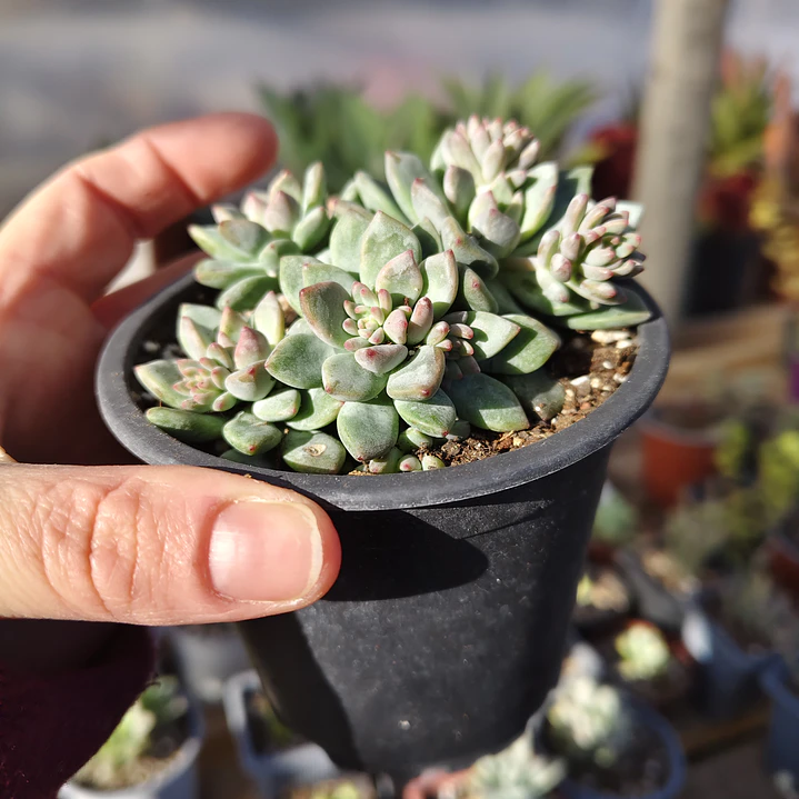 Echeveria Amoena 2