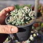Echeveria Amoena - Miniatura 2