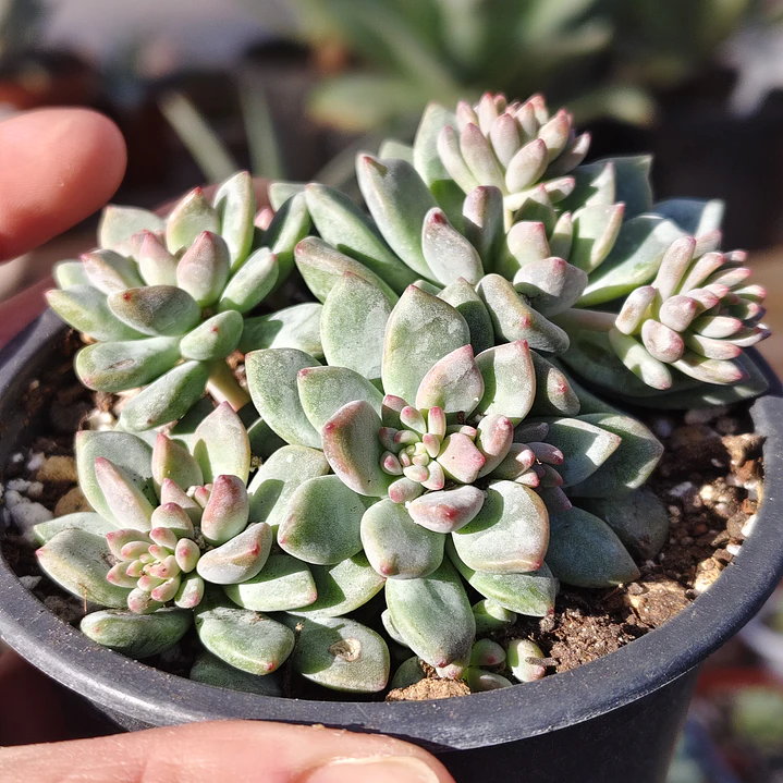 Echeveria Amoena 1