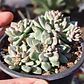 Echeveria Amoena - Miniatura 1
