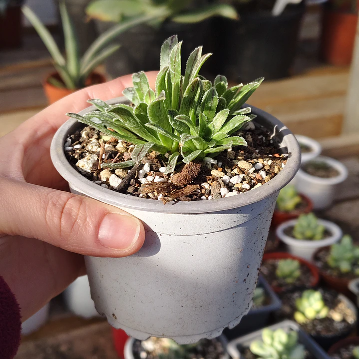Aeonium Barbatum 3