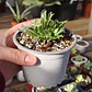 Aeonium Barbatum - Miniatura 3