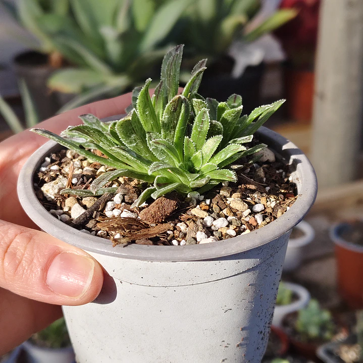 Aeonium Barbatum 2
