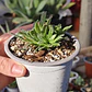 Aeonium Barbatum - Miniatura 2