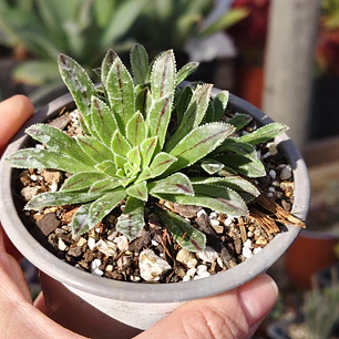 Aeonium Barbatum