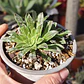 Aeonium Barbatum - Miniatura 1