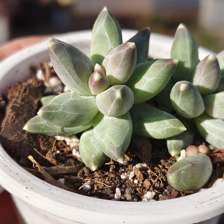 Pachyphytum compactum (Hoja delgada) 6