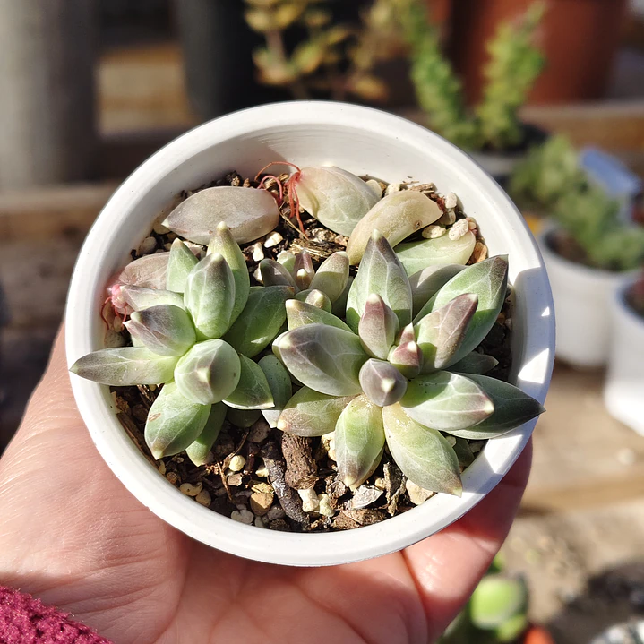 Pachyphytum compactum (Hoja delgada) 4