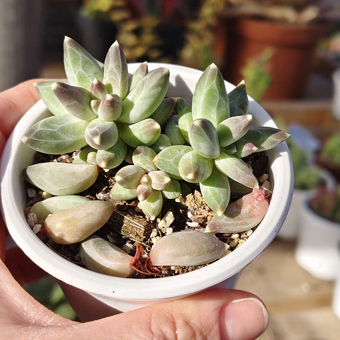 Pachyphytum compactum (Hoja delgada)