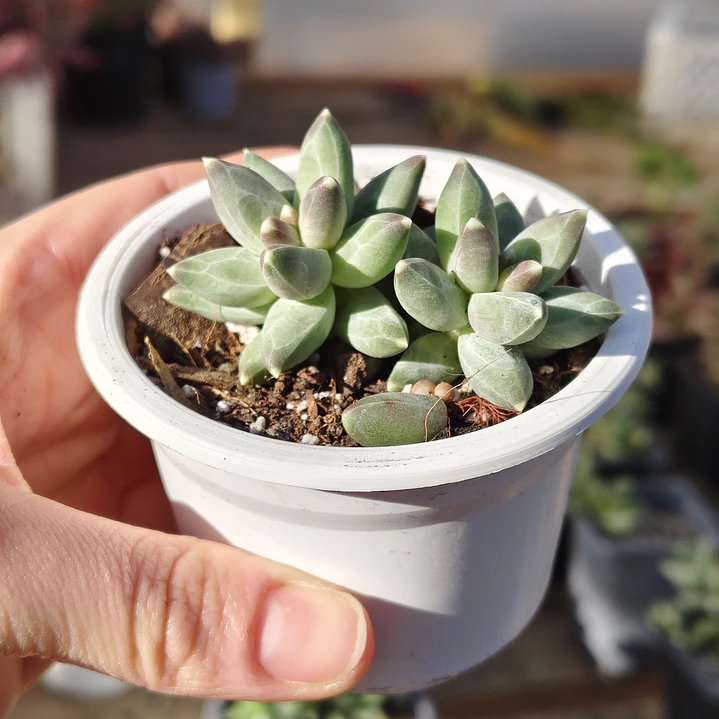 Pachyphytum compactum (Hoja delgada) 3