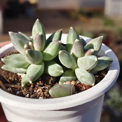 Pachyphytum compactum (Hoja delgada)