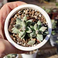 Pachyphytum compactum (Hoja delgada) - Miniatura 5