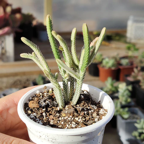 Crassula muscosa Variegada