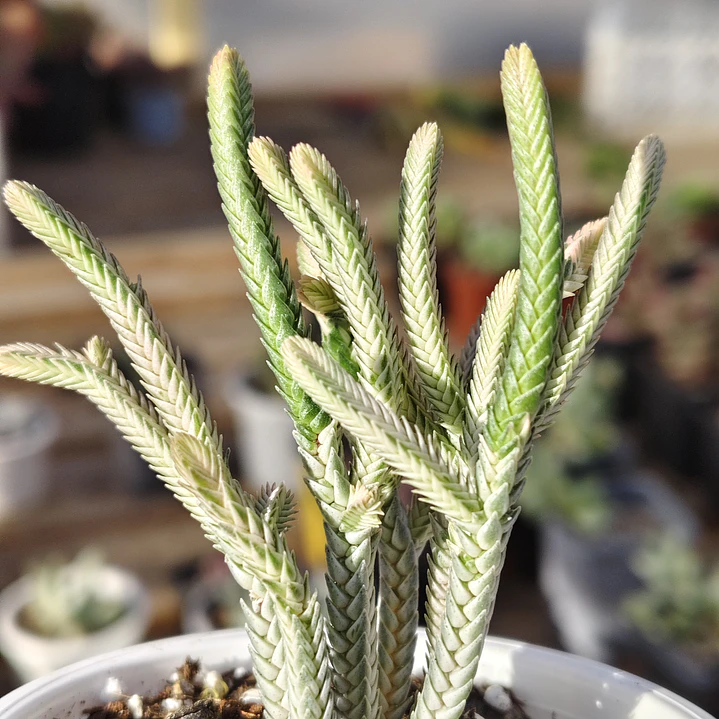 Crassula muscosa Variegada 3