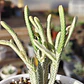 Crassula muscosa Variegada - Miniatura 3