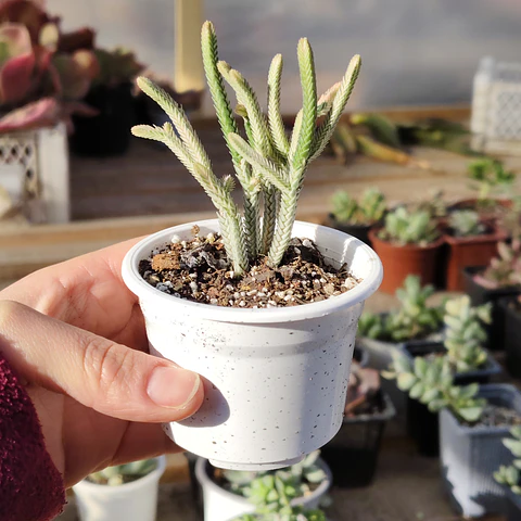 Crassula muscosa Variegada