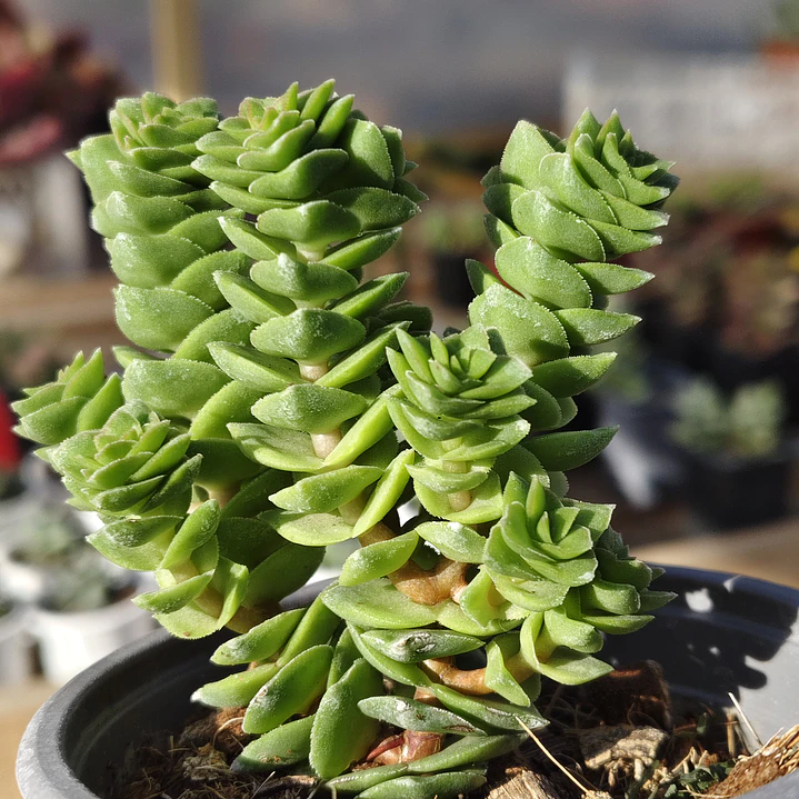 Crassula Green pagoda 2
