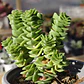 Crassula Green pagoda - Miniatura 2