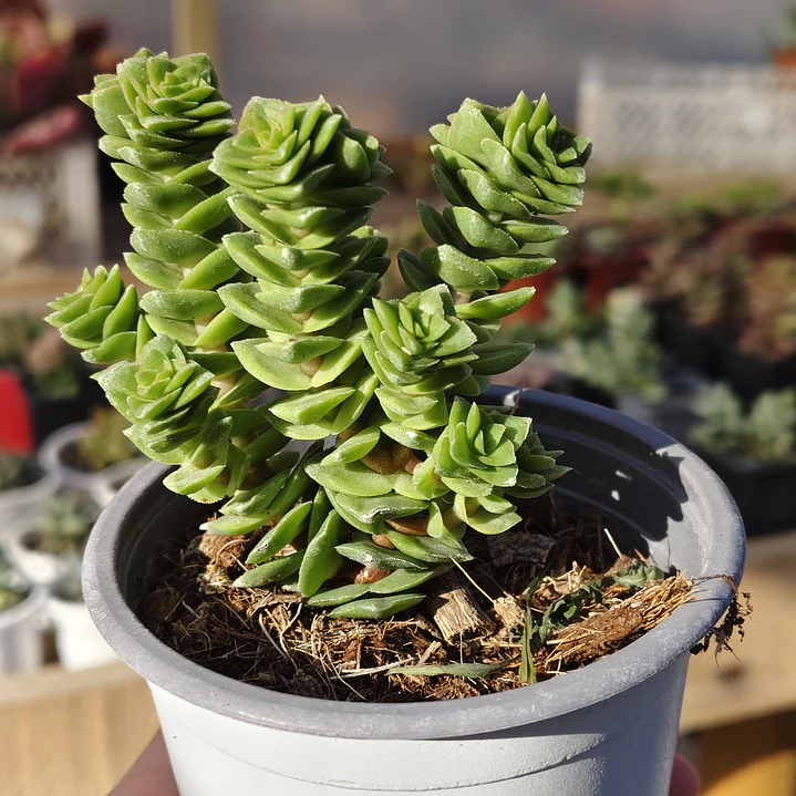 Crassula Green pagoda 3