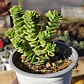 Crassula Green pagoda - Miniatura 3