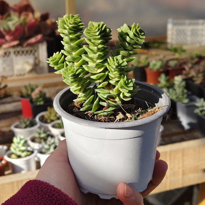 Crassula Green pagoda 1