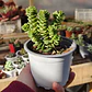 Crassula Green pagoda - Miniatura 1