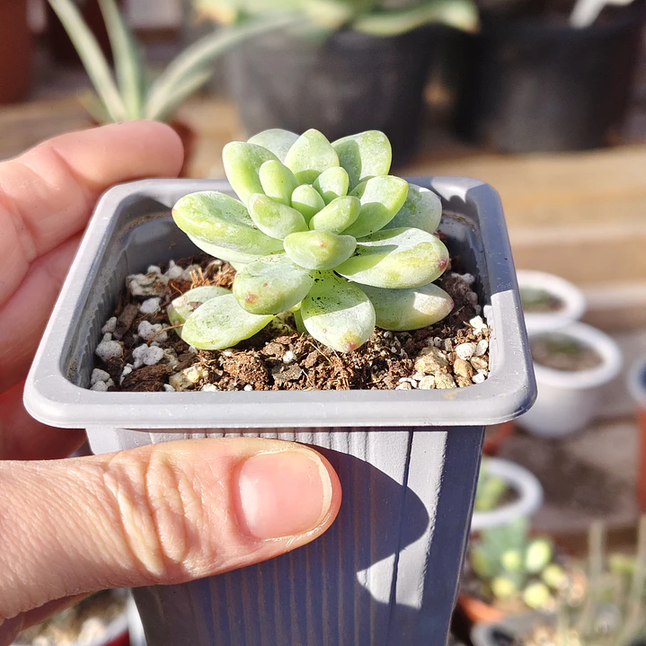 Sedum Clavatum 3