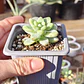 Sedum Clavatum - Miniatura 3