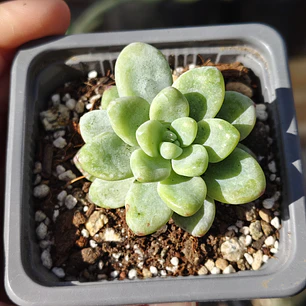 Sedum Clavatum