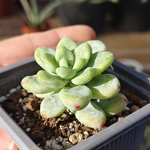 Sedum Clavatum