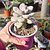 Graptopetalum amethystinum