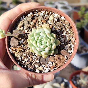 Echeveria prolifera