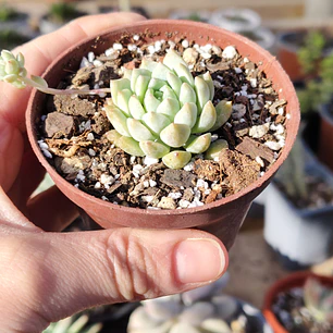 Echeveria prolifera