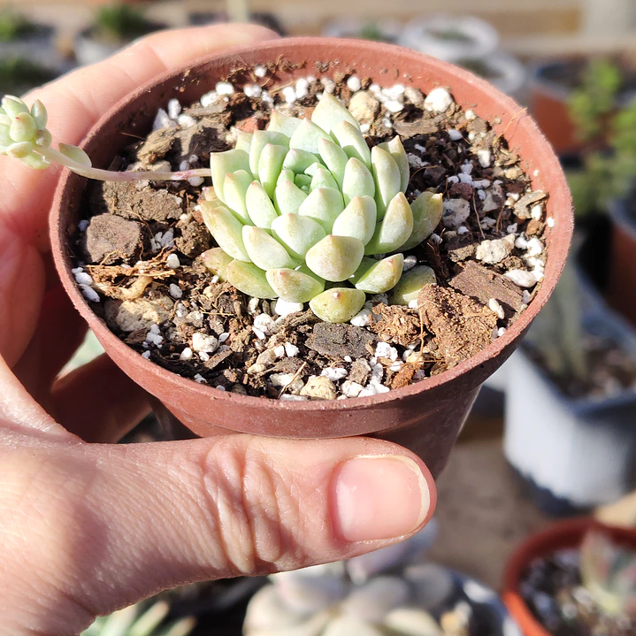 Echeveria prolifera 1