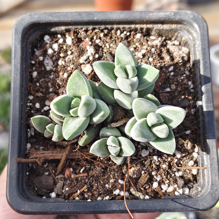 Crassula Lanuginosa Var. Pachystemon 1