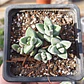 Crassula Lanuginosa Var. Pachystemon - Miniatura 1
