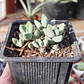 Crassula Lanuginosa Var. Pachystemon - Miniatura 3