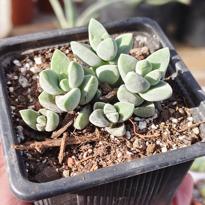 Crassula Lanuginosa Var. Pachystemon 2