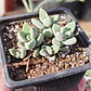 Crassula Lanuginosa Var. Pachystemon - Miniatura 2