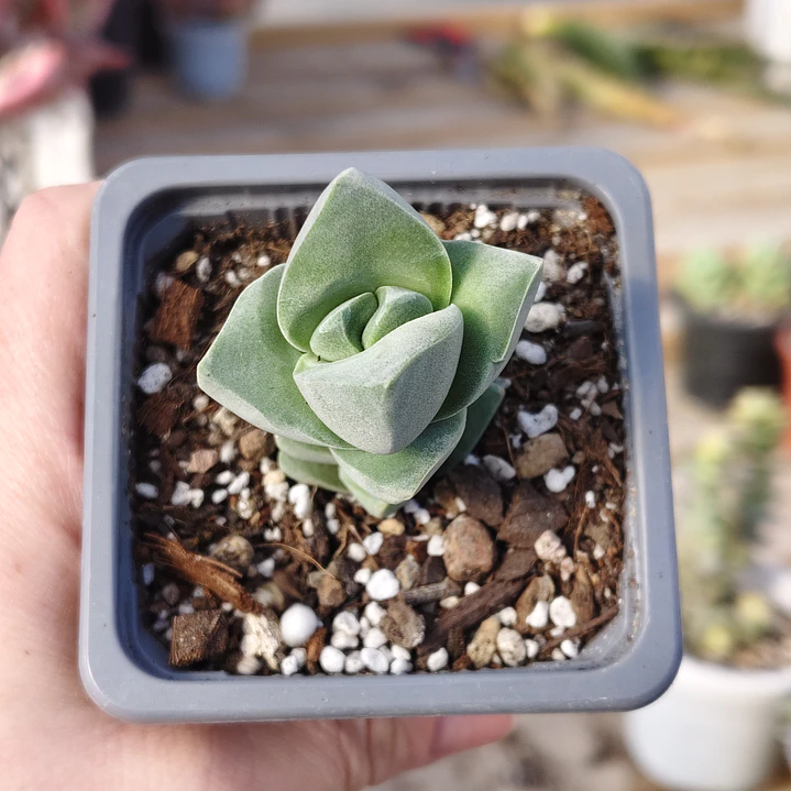 Crassula Moonglow 2