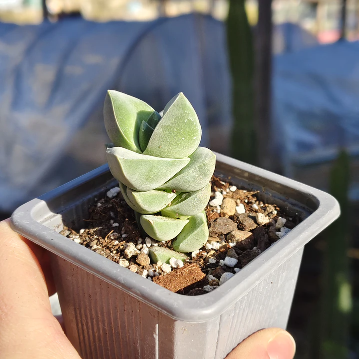 Crassula Moonglow 4
