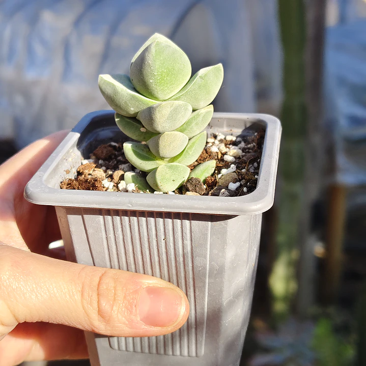 Crassula Moonglow 1