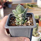 Crassula Moonglow - Miniatura 3