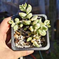 Cotyledon Pendens Variegado - Miniatura 5