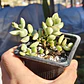 Cotyledon Pendens Variegado - Miniatura 3