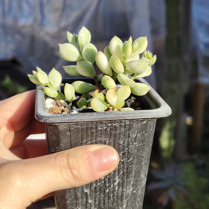 Cotyledon Pendens Variegado 4